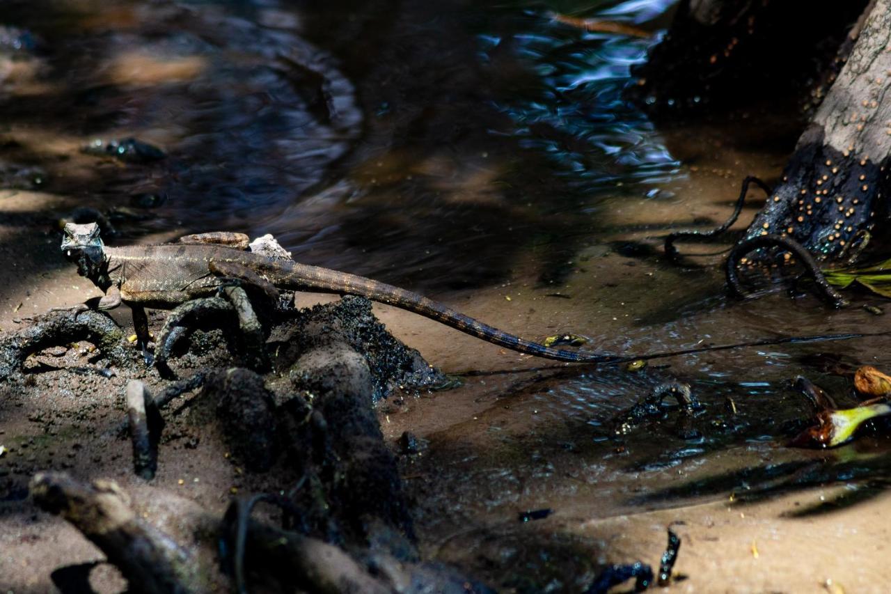 Oso De Osa Ξενοδοχείο Sierpe Εξωτερικό φωτογραφία